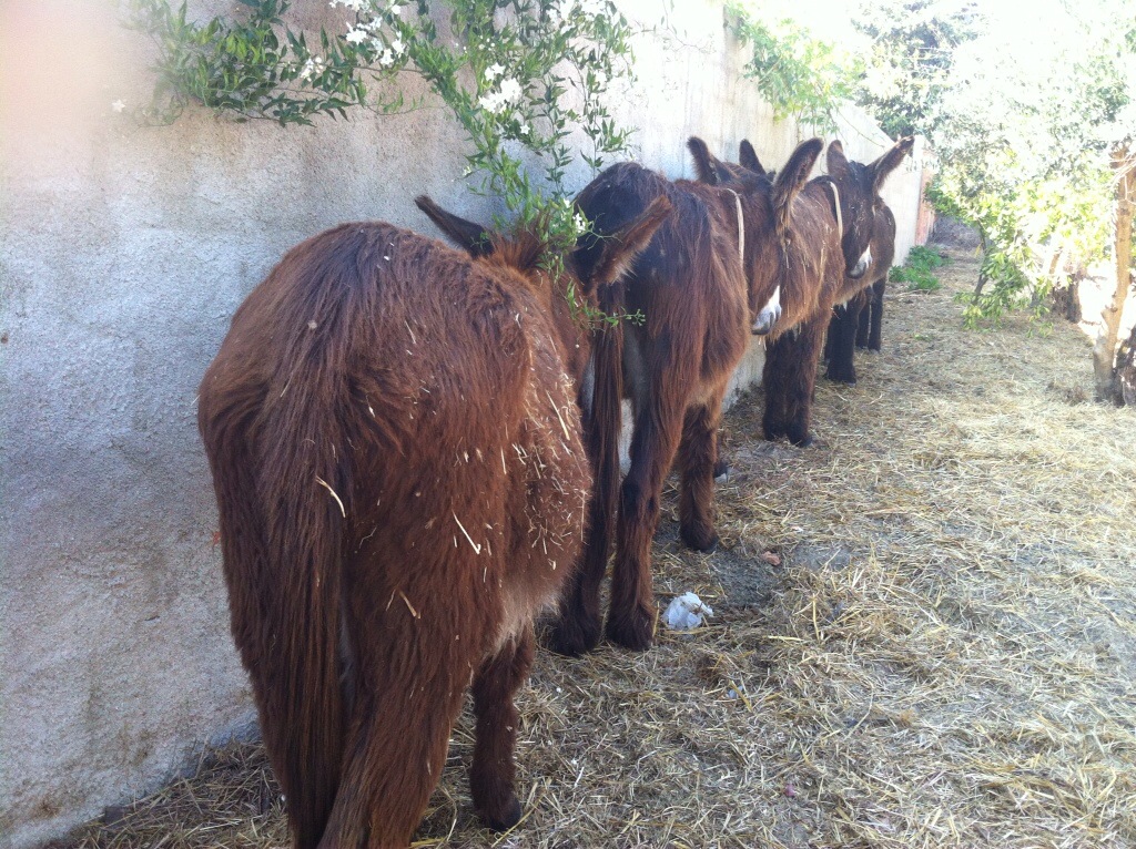 Os burros vieram viver a aldeia! Junto à entrada Hortas podem encontrar O Curral / AEPGA #bonsSons
